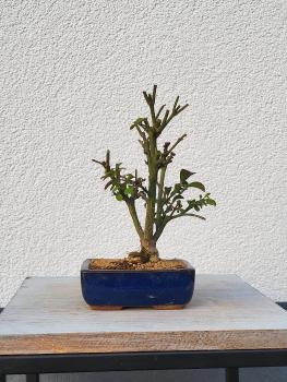Euonymus - Pfaffenhütchen