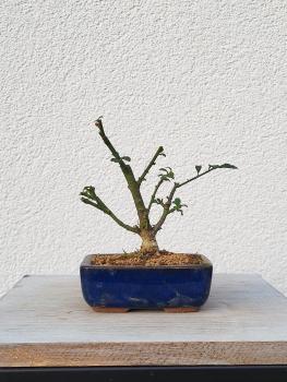 Euonymus - Pfaffenhütchen