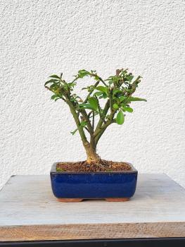 Euonymus - Pfaffenhütchen
