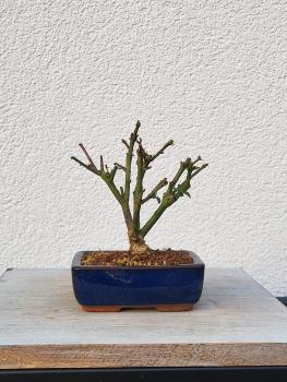 Euonymus - Pfaffenhütchen