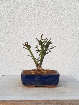 Euonymus - Pfaffenhütchen