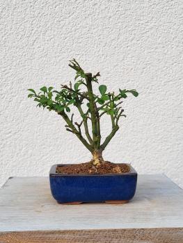 Euonymus - Pfaffenhütchen