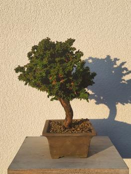 Scheinzypresse - Sekka Hinoki