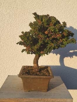 Scheinzypresse - Sekka Hinoki