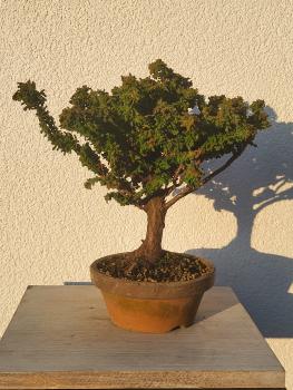 Scheinzypresse - Sekka Hinoki