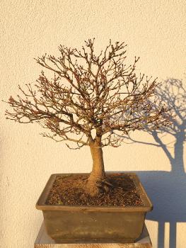 Fächerahorn - Acer kashima