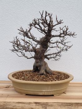 Chinesische Quitte - Pseudocydonia sinensis