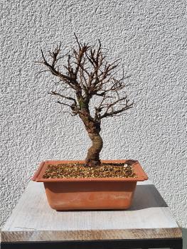 Japanische Ulme - Zelkove nire