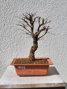 Japanische Ulme - Zelkove nire