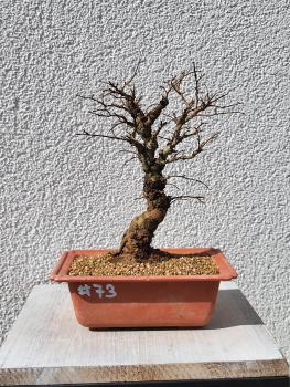 Japanische Ulme - Zelkove nire