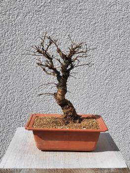 Japanische Ulme - Zelkove nire