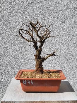 Japanische Ulme - Zelkove nire