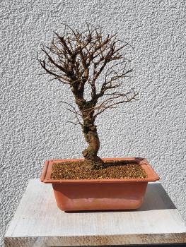 Japanische Ulme - Zelkove nire
