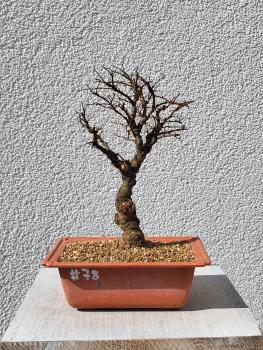 Japanische Ulme - Zelkove nire
