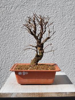 Japanische Ulme - Zelkove nire