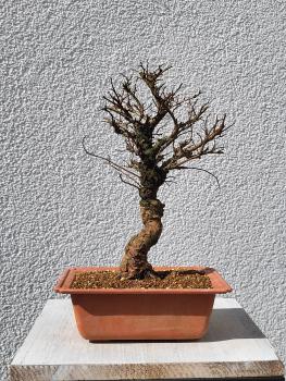 Japanische Ulme - Zelkove nire