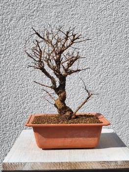 Japanische Ulme - Zelkove nire