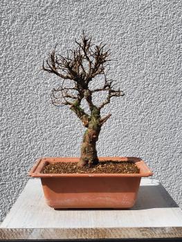 Japanische Ulme - Zelkove nire