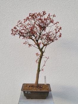 Fächerahorn - Acer katsura