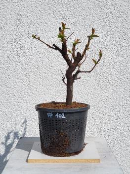Quitte - Pseudocydonia sinensis