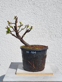 Quitte - Pseudocydonia sinensis