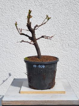 Quitte - Pseudocydonia sinensis