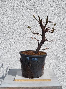Quitte - Pseudocydonia sinensis