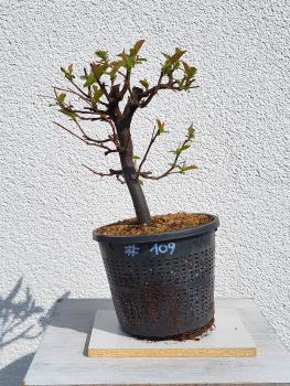 Quitte - Pseudocydonia sinensis