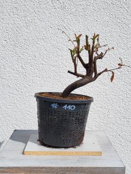 Quitte - Pseudocydonia sinensis