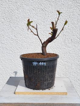 Quitte - Pseudocydonia sinensis