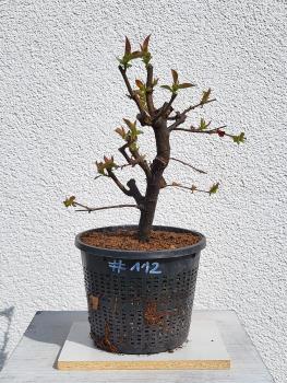 Quitte - Pseudocydonia sinensis