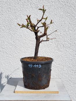 Quitte - Pseudocydonia sinensis
