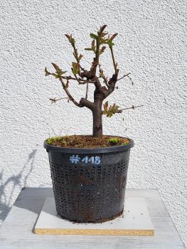 Quitte - Pseudocydonia sinensis