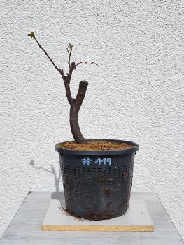 Quitte - Pseudocydonia sinensis