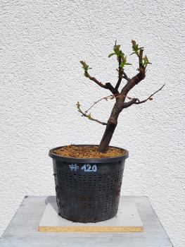 Quitte - Pseudocydonia sinensis