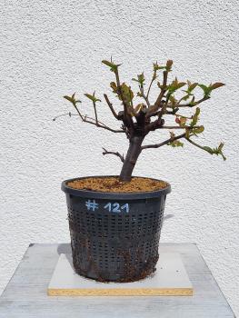 Quitte - Pseudocydonia sinensis