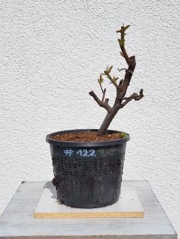 Quitte - Pseudocydonia sinensis