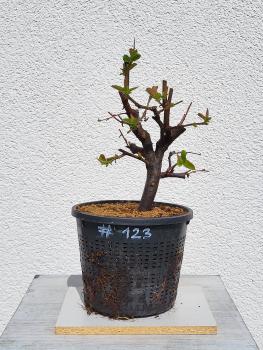 Quitte - Pseudocydonia sinensis