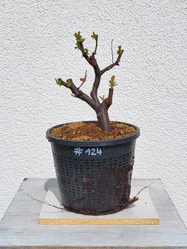 Quitte - Pseudocydonia sinensis