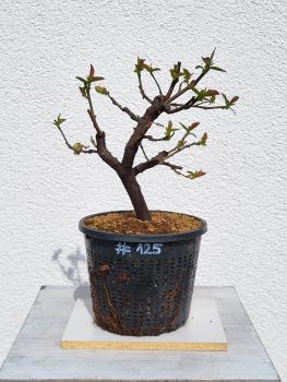 Quitte - Pseudocydonia sinensis