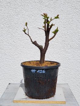 Quitte - Pseudocydonia sinensis