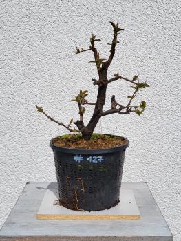 Quitte - Pseudocydonia sinensis
