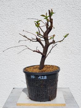 Quitte - Pseudocydonia sinensis