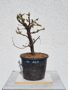 Quitte - Pseudocydonia sinensis