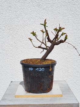 Quitte - Pseudocydonia sinensis