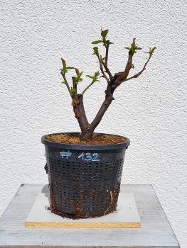 Quitte - Pseudocydonia sinensis