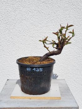Quitte - Pseudocydonia sinensis