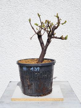 Quitte - Pseudocydonia sinensis