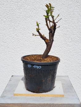 Quitte - Pseudocydonia sinensis