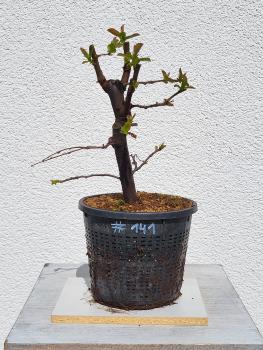 Quitte - Pseudocydonia sinensis